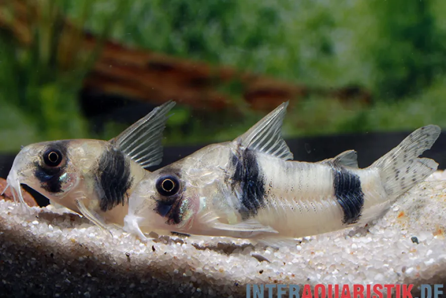 Tukano-Panzerwels, Corydoras tukano