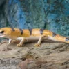 Tunesischer Nachtskink, Scincopus fasciatus
