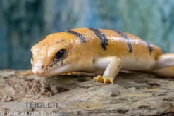 Tunesischer Nachtskink, Scincopus fasciatus