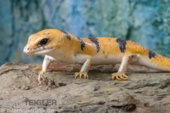 Tunesischer Nachtskink, Scincopus fasciatus