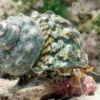 Turbanschnecke, Turbo brunneus