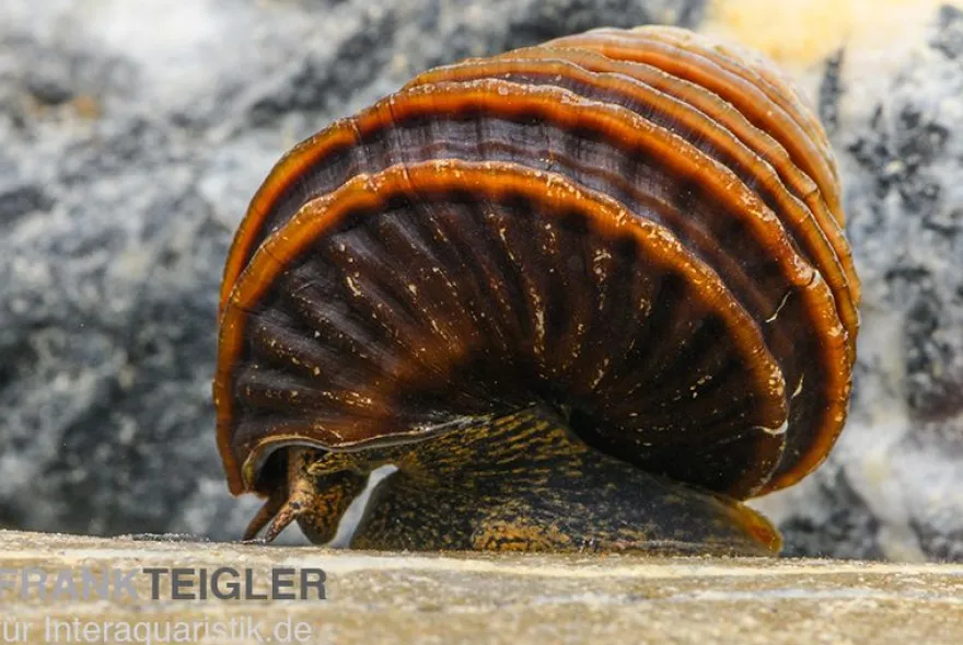 Turboschnecke, Celetaia persculpta