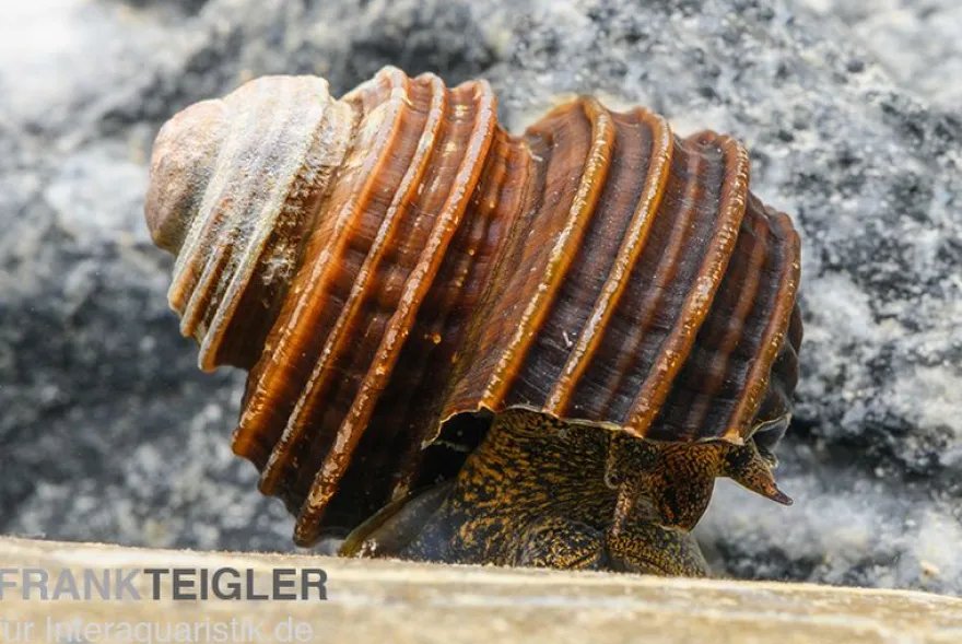 Turboschnecke, Celetaia persculpta