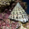 Turboschnecke, Tectus fenestratus