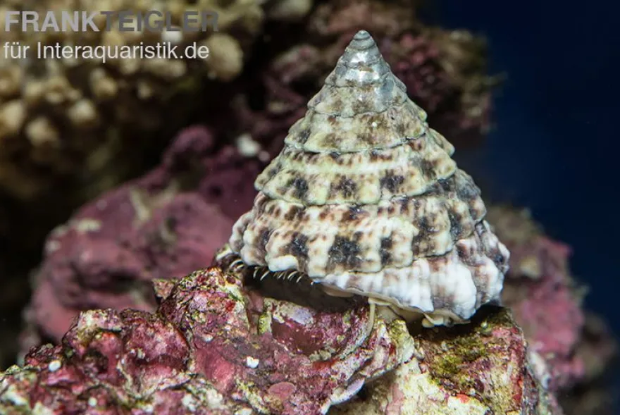 Turboschnecke, Tectus fenestratus