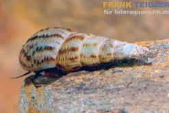 Turmdeckelschnecke, Melanoides tuberculata