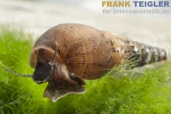 Turmdeckelschnecke, Melanoides tuberculata