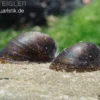 Turtle Snail, Neritina spec.