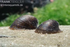 Turtle Snail, Neritina spec.