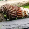 Tylomelania B-Sortierung, Mix