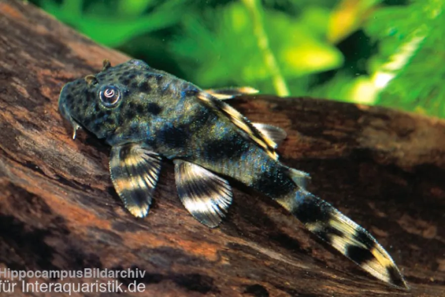 Ucayali-Zwergschilderwels, L205, Peckoltia sp.