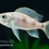 Uferbuntbarsch, Aulonocranus dewindti, 8-12 cm DNZ