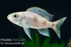 Uferbuntbarsch, Aulonocranus dewindti, 8-12 cm DNZ