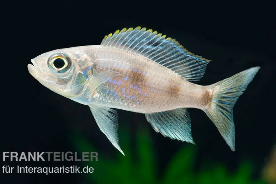Uferbuntbarsch, Aulonocranus dewindti, 8-12 cm DNZ