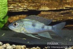 Uferbuntbarsch, Aulonocranus dewindti, 8-12 cm DNZ