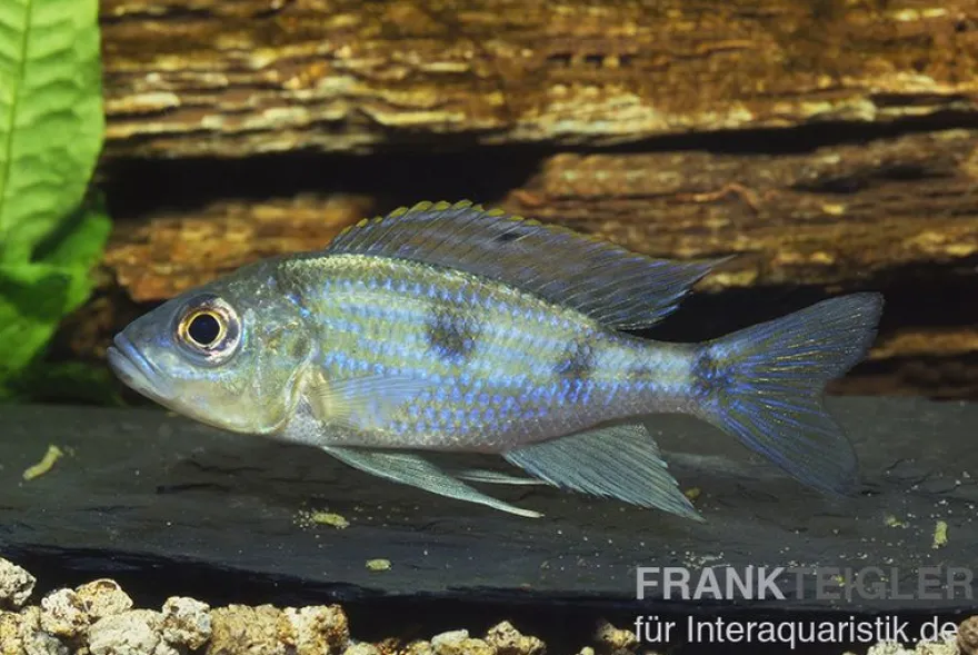 Uferbuntbarsch, Aulonocranus dewindti, 8-12 cm DNZ