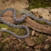 Ultramel-Charcoal-Kornnatter, Pantherophis guttatus