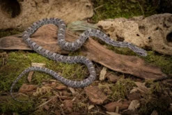 Ultramel-Charcoal-Kornnatter, Pantherophis guttatus