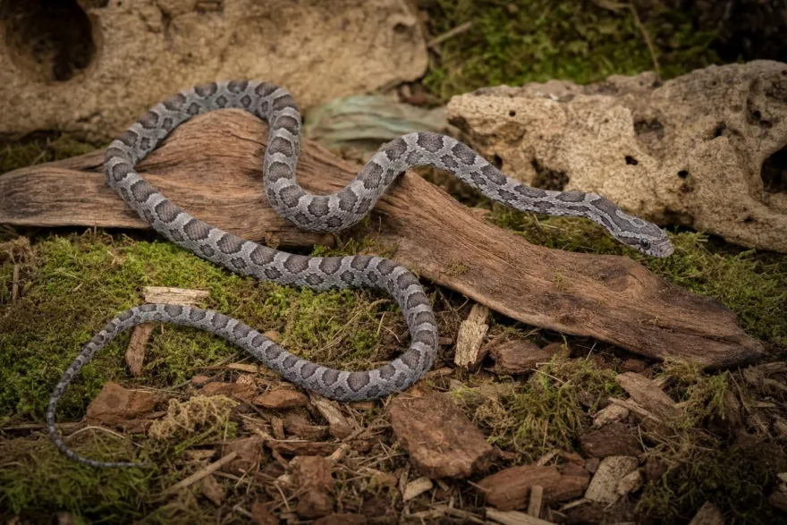 Ultramel-Charcoal-Kornnatter, Pantherophis guttatus