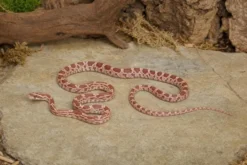 Ultramel-Motley-Kornnatter, Pantherophis guttatus