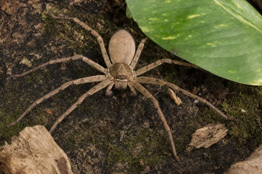 Unbestimmte Riesenkrabbenspinne, Heteropoda spec.