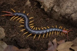 Unbestimmter Skolopender, Scolopendra sp.