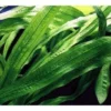 Uruguay-Schwertpflanze, Echinodorus uruguayensis, Topf