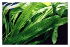 Uruguay-Schwertpflanze, Echinodorus uruguayensis, Topf