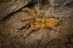 Usambara-Vogelspinne, Pterinochilus murinus