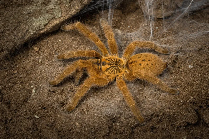 Usambara-Vogelspinne, Pterinochilus murinus