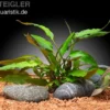 Usteris Wasserkelch, Cryptocoryne usteriana, In Vitro