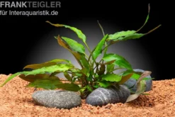 Usteris Wasserkelch, Cryptocoryne usteriana, In Vitro