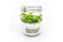Usteris Wasserkelch, Cryptocoryne usteriana, In Vitro