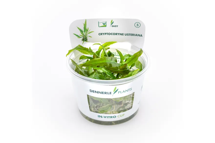Usteris Wasserkelch, Cryptocoryne usteriana, In Vitro