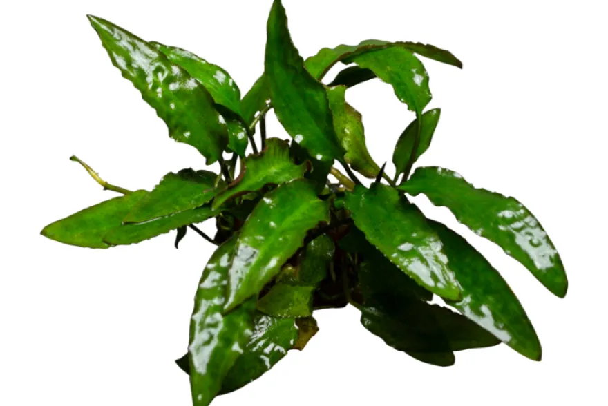 Usteris Wasserkelch, Cryptocoryne usteriana, In Vitro