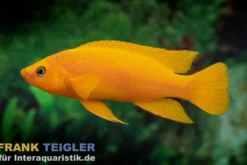 Uvira-Goldbuntbarsch, Neolamprologus leleupi "Uvira Orange", 3-4 cm