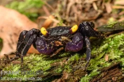 Vampirkrabbe, Geosesarma dennerle , Zufällig ausgewählt
