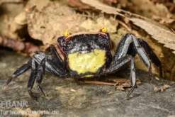 Vampirkrabbe, Geosesarma dennerle , Zufällig ausgewählt