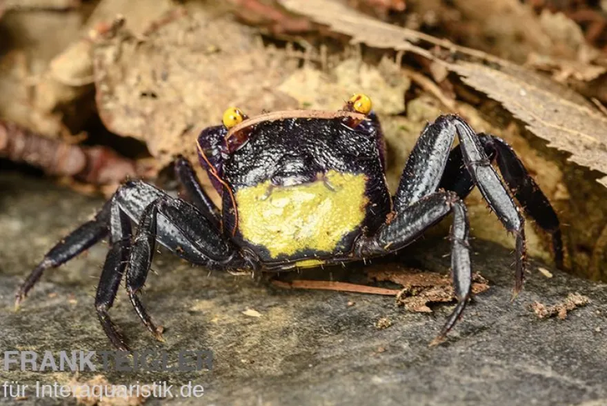 Vampirkrabbe, Geosesarma dennerle , Zufällig ausgewählt
