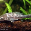 Vampir-Otocinclus, Nannoptopoma sternoptychum