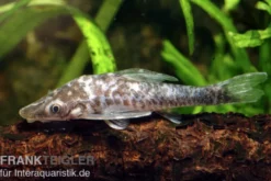 Vampir-Otocinclus, Nannoptopoma sternoptychum