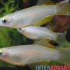 Variabler Leuchtaugenfisch, Procatopus similis