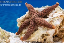 Variabler Seestern, Nardoa variolata