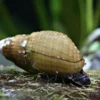 Venezolanische Turmdeckelschnecke, Melanoides granifera