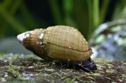 Venezolanische Turmdeckelschnecke, Melanoides granifera