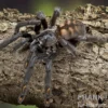 Venezuela-Ornament-Vogelspinne, Psalmopoeus irminia
