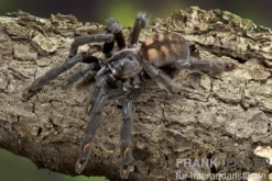 Venezuela-Ornament-Vogelspinne, Psalmopoeus irminia