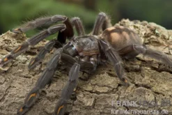 Venezuela-Ornament-Vogelspinne, Psalmopoeus irminia
