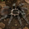 Veracruz-Vogelspinne, Tliltocatl kahlenbergi