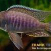 Verduyni-Cichlide, Copadichromis verduyni